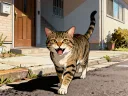 Mysterious Cat