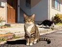 Cat at the Door - Brought a Friend