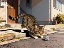Cat at the Door - Playing Around