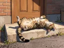 Cat at the Door - Belly Up