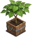 Indoor Ornamental Tree
