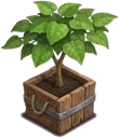 Indoor Ornamental Tree Package