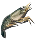 Frozen Shrimp
