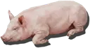 Suckling Pig