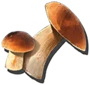 White Beech Mushroom