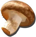 Straw Mushroom