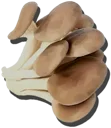 Oyster Mushroom