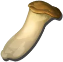 King Oyster Mushroom