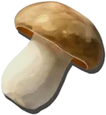 Shaggy Mane Mushroom