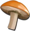 Matsutake