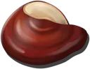 Lingzhi Mushroom