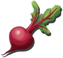 Beet