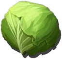 Cabbage