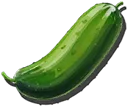 Cucumber