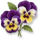 Pansy