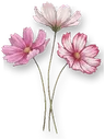 Garden Cosmos
