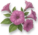 Petunia