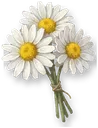 Banksia Rose