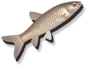 Catfish