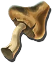Unknown Mushroom