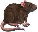 Rat