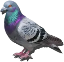 Pigeon