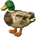 Wild Duck