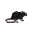 Black Rat