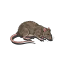 Gray Rat