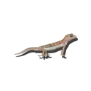 Gecko