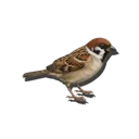 Sparrow