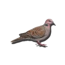 Turtle Dove