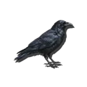 Crow