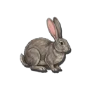Wild Rabbit