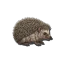 Hedgehog