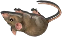 Mouse (Dead)
