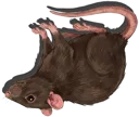 Rat (Dead)