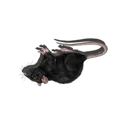 Black Rat (Dead)