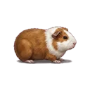 Guinea Pig
