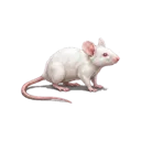 White Mouse