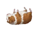 Guinea Pig (Dead)