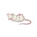 White Mouse (Dead)