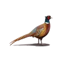 Pheasant