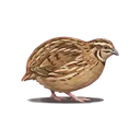 Quail