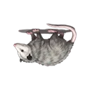 Possum (Dead)